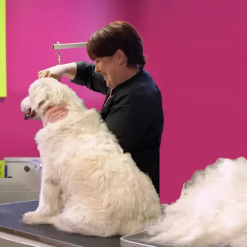 White labrador retriever being groomed in a pink room